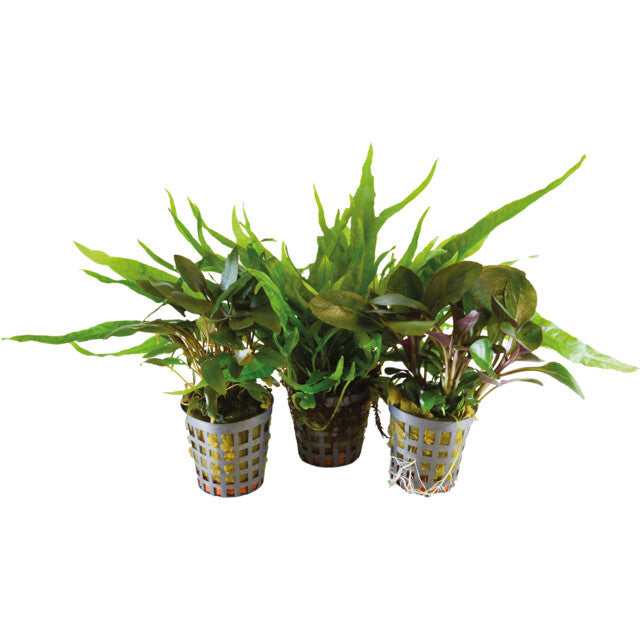 Bioart Combi Pack Two 3 Pots