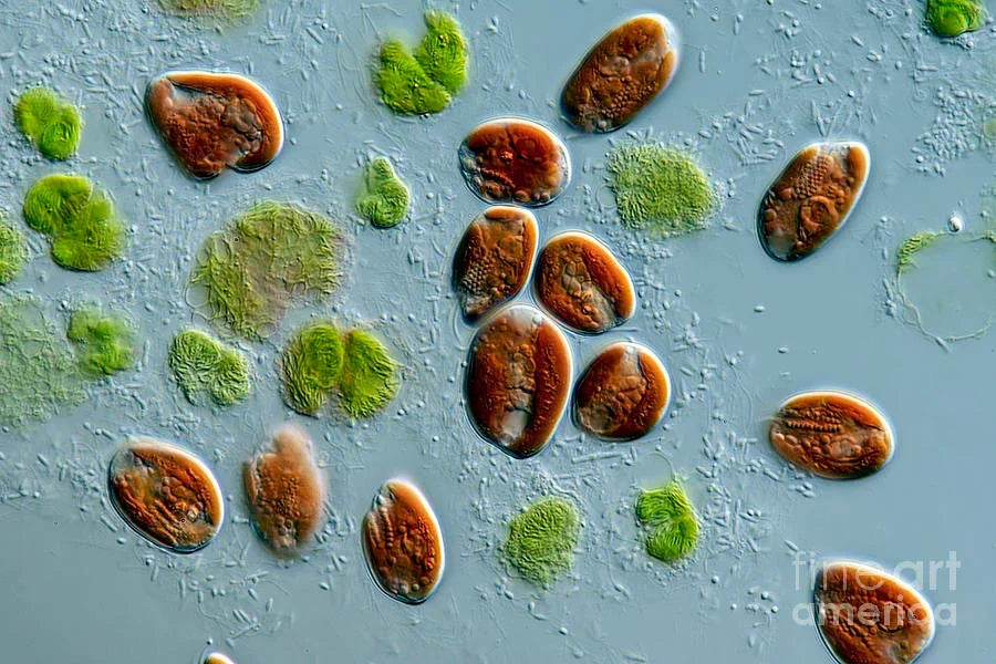 Micro-algues Rhodomonas sp. rouges et vertes vues au microscope pour aquarium d'eau de mer