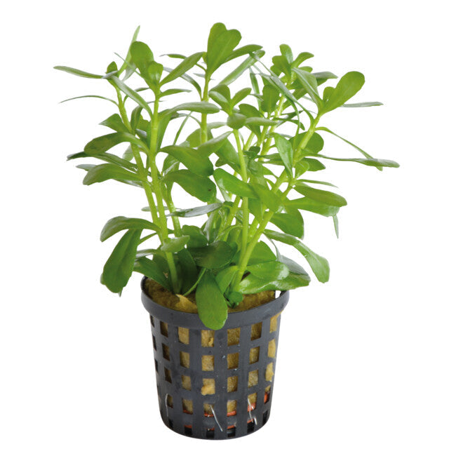 Bacopa Monnieri Compacta