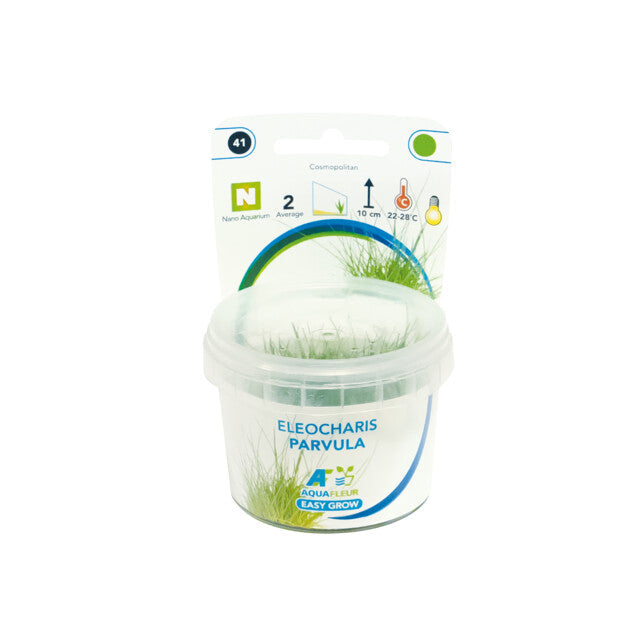 Easy Grow 41 Eleocharis Parvula
