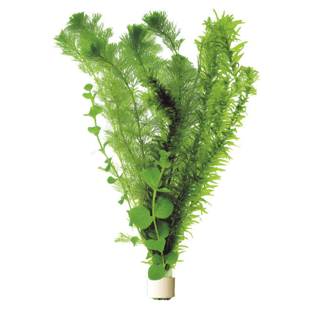 Mix Bouquets Eau Froide En Eco Bouquet
