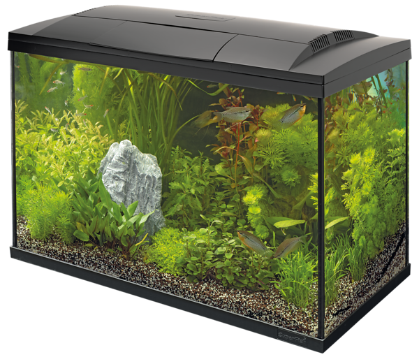 SF START 150 TROPICAL KIT