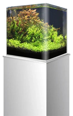 Aquarium planté en verre sur meuble blanc, plantes aquatiques vertes et rouges