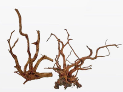 RACINE RED SPIDER KING 25 à 45cm 1p by CROCI SPA