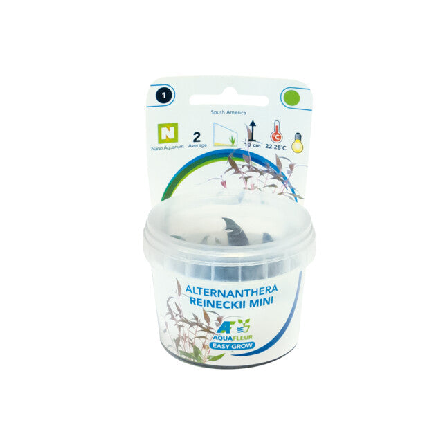 Easy Grow 1 Alternanthera Reineckii Mini