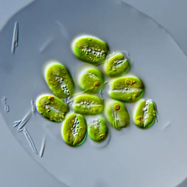 Microalgues vertes Tetraselmis suecica au microscope, nourriture vivante aquarium récifal