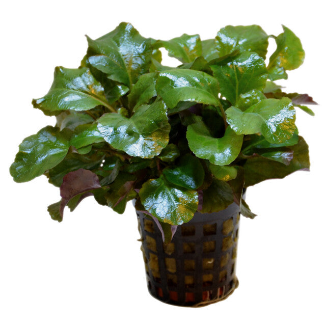 Lobelia Cardinalis Wavy