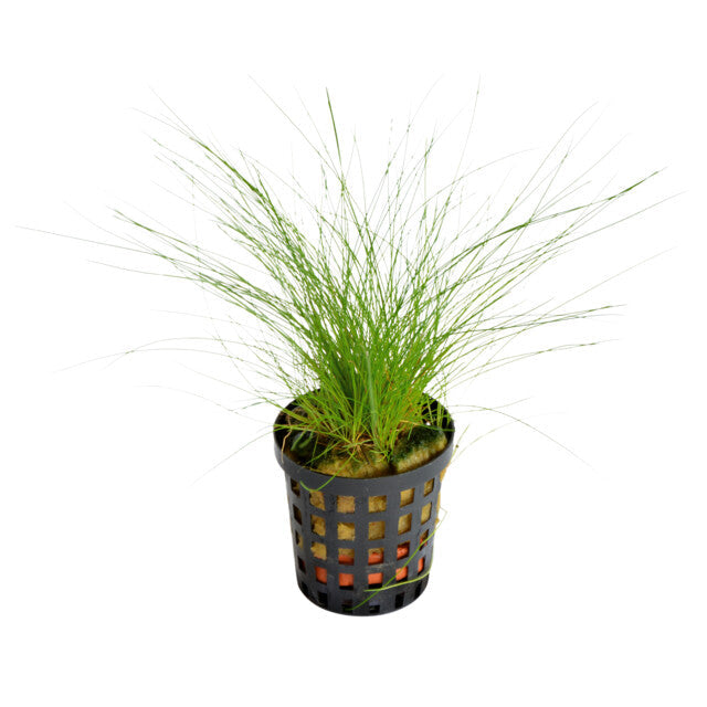 Eleocharis Acicularis
