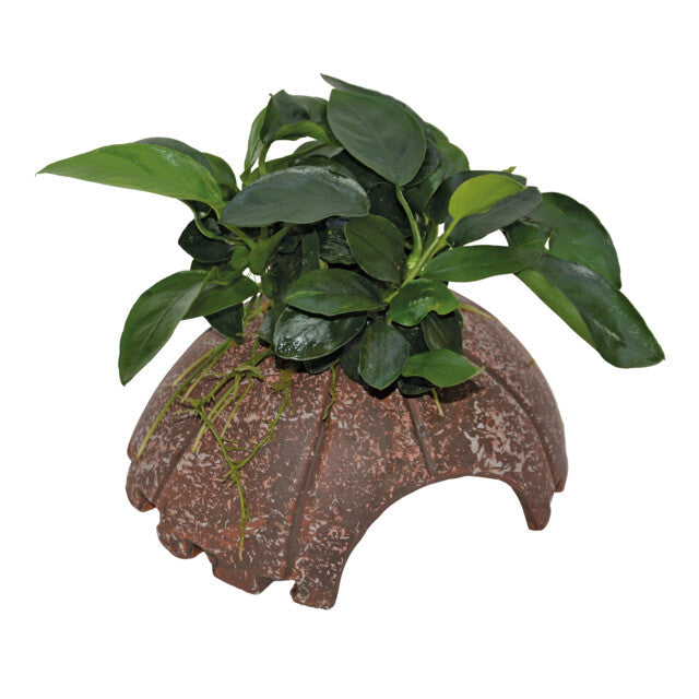 Deco Coconut Anubias 10X12X7 Cm