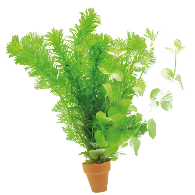 Mix Bouquets Eau Froide Terra Cotta