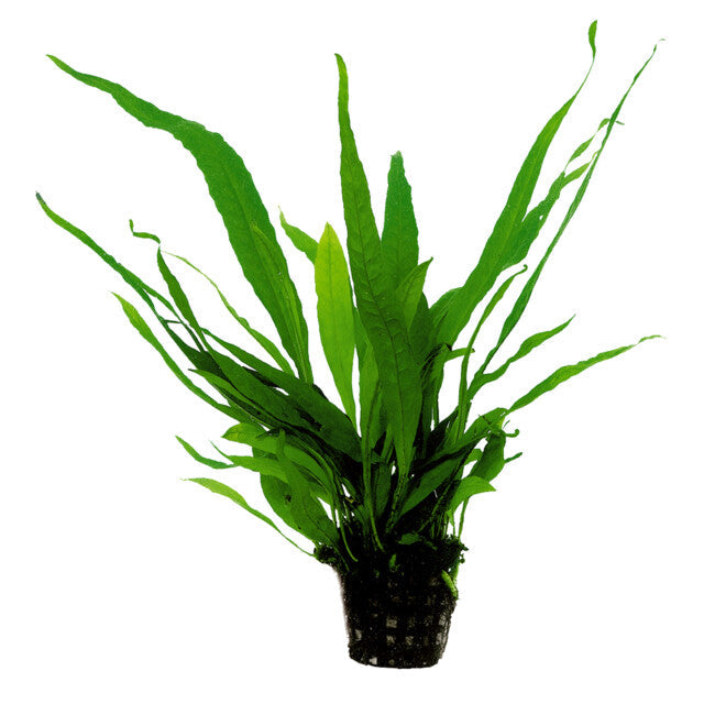 Microsorum Pteropus