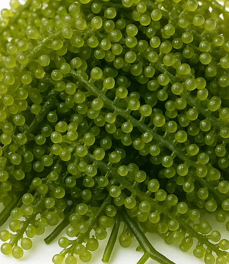 Algue verte Caulerpa racemosa pour aquarium récifal, grappe de perles sous-marine
