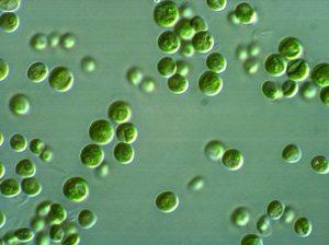 Micro-algues chlorella vertes sous microscope, nutrition aquarium eau douce et récifal