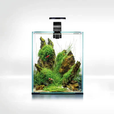 Aquarium d’aquascaping avec roches, plantes vertes et crevettes rouges décoratives