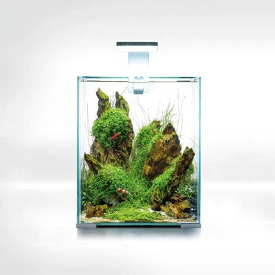 Aquarium planté avec roches, mousses, crevettes rouges, paysage aquascaping décoratif