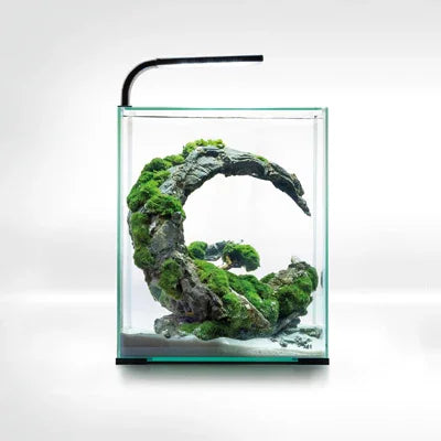 Aquarium design aquascaping roche courbée décorée de mousse aquatique et plantes