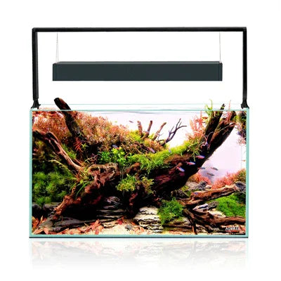 Aquarium d'eau douce planté avec racines, poissons tropicaux et éclairage LED moderne
