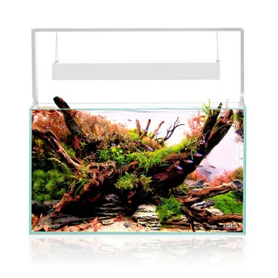 Aquarium planté avec racines, plantes aquatiques colorées et petit banc de poissons.