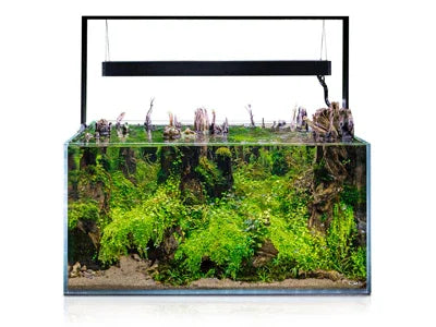 Aquarium planté avec éclairage, décor naturel bois et plantes vertes, eau douce aquascaping