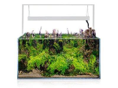 Aquarium planté eau douce avec plantes vertes et déco bois, éclairage suspendu