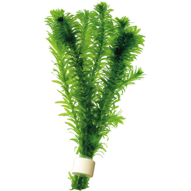 Elodea Densa Terra Cotta