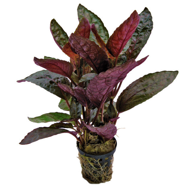 Hemigraphis Colorata