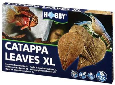 Boîte de feuilles de catappa XL pour aquarium, illustrée avec un poisson et une crevette