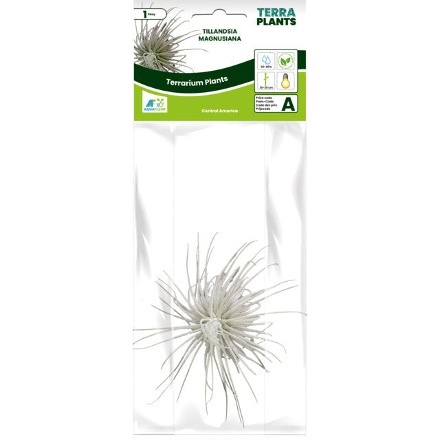 Pt-Tillandsia Magnusiana