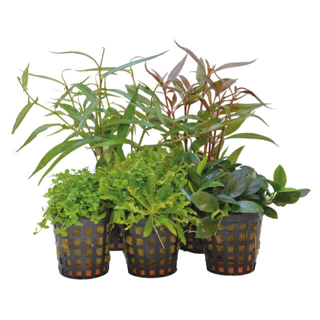 Combi Pack Foreground 5 Pots