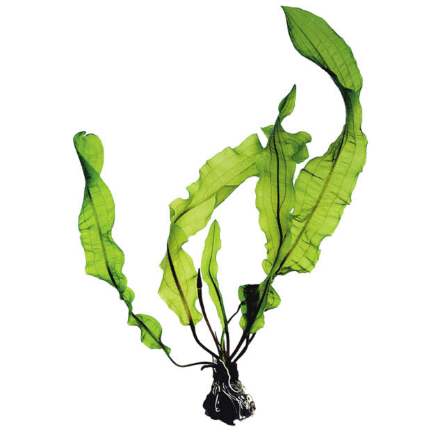 Aponogeton Longiplumulosis Bulbe+Feuille