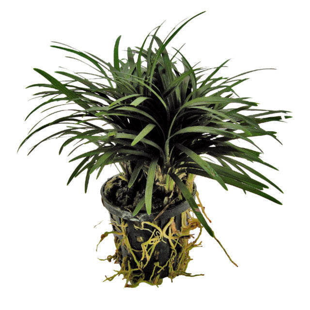 Ophiopogon Kyoto