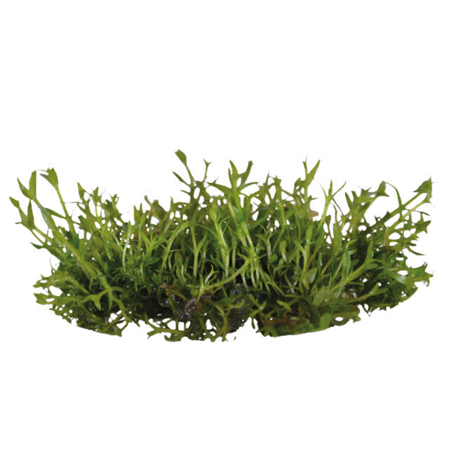 Easy Grow 118 Gratiola Viscidula