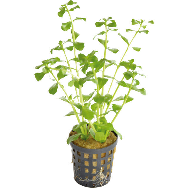 Bacopa Monnieri