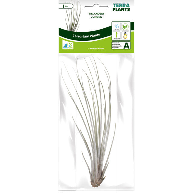 Pt-Tillandsia Juncea