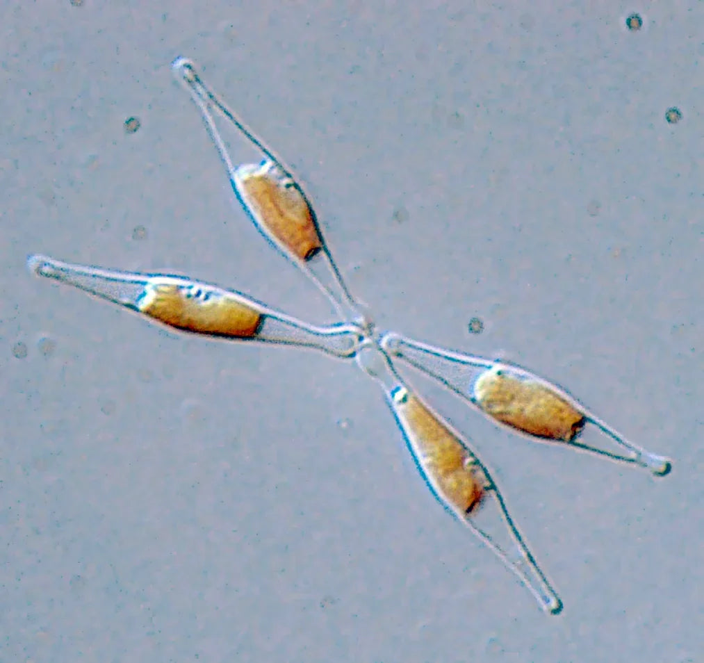 Micro-algues Phaeodactylum tricornutum sous microscope, culture pour aquarium récifal