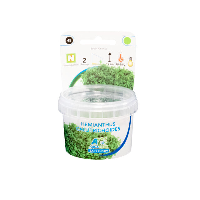 Easy Grow 45 Hemianthus Callitrichoides