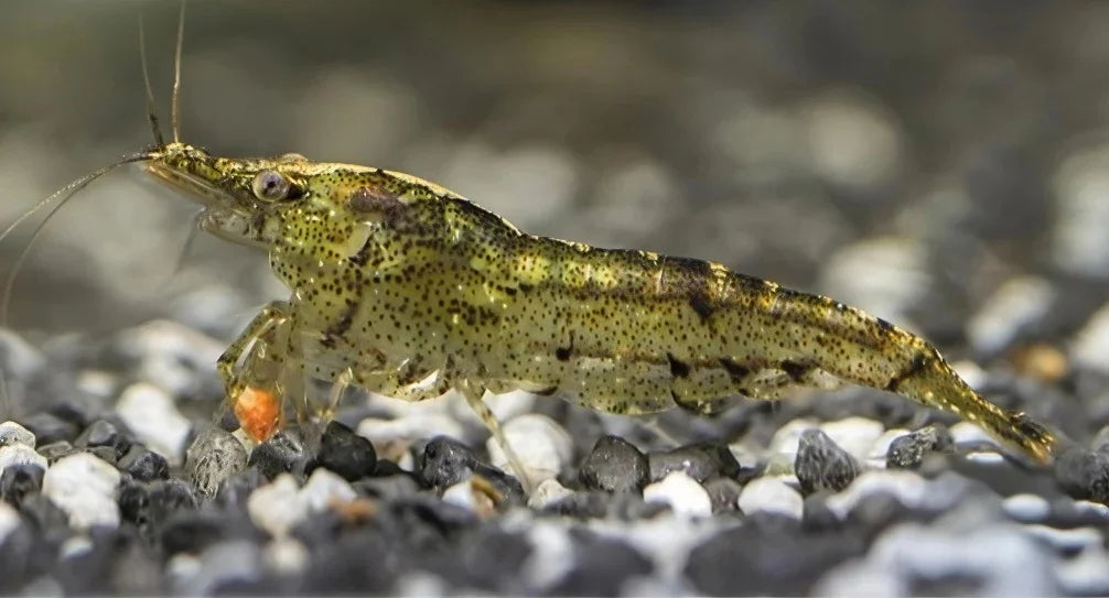 CARIDINA BABAULTI RAINBOW 1.2-1.5CM
