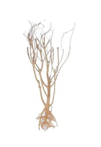 Racine Mini tree - 12 à 25 cm