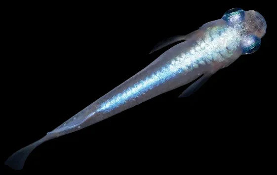 ORYZIAS LATIPES BRILLIANT BLUE 2.7-3CM