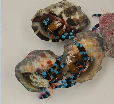 Calcinus elegans