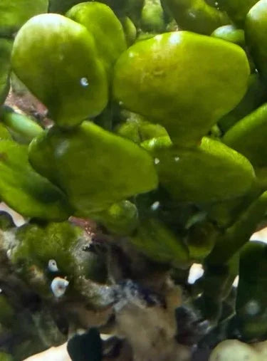 Algue verte aquarium récifal, feuilles épaisses, pour décor et équilibre naturel