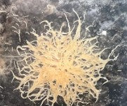 Souches de Vers de Grindal – Nourriture vivante pour poissons adultes et juvéniles