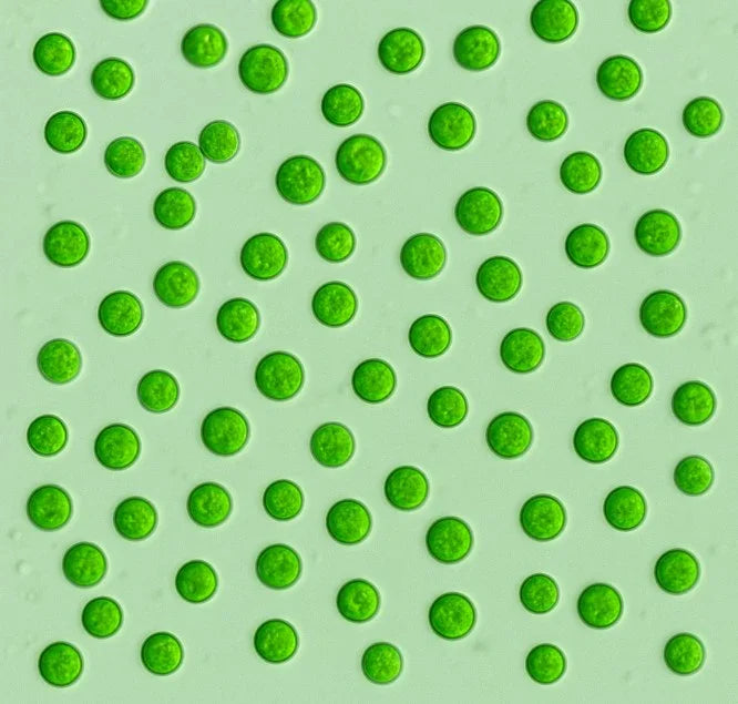 Vue microscopique d’algues vertes unicellulaires utilisées pour aquarium d’eau douce