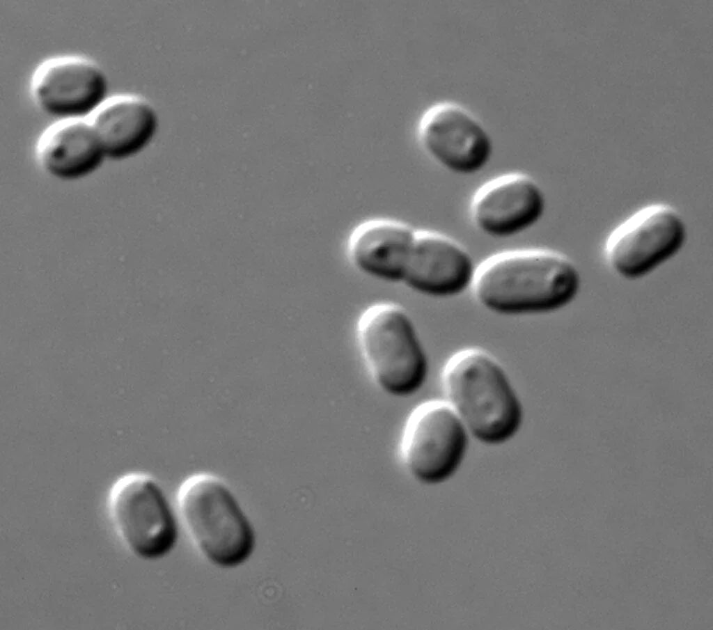Synechococcus PCC 7002 observé au microscope, cyanobactéries utiles pour aquarium récifal