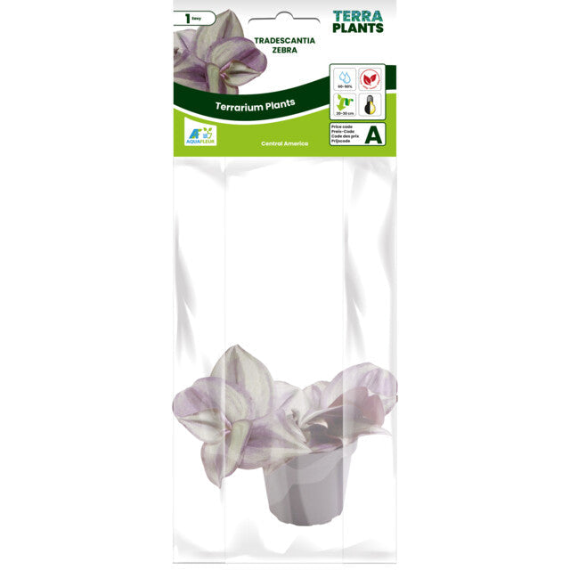 Pt-Tradescantia Zebra
