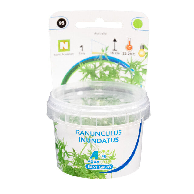 Easy Grow 95 Ranunculus Inundatus