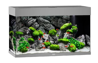 Aquarium design avec roches, plantes vertes et poissons rouges, décor aquascaping moderne