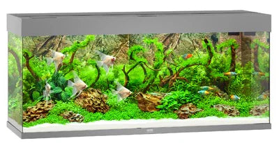 Aquarium d'eau douce planté avec poissons tropicaux et décor naturel pour aquascaping