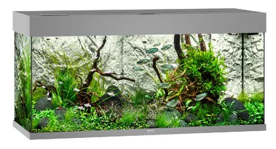 Aquarium d’eau douce planté avec roches, racines et décor naturel, éclairage LED
