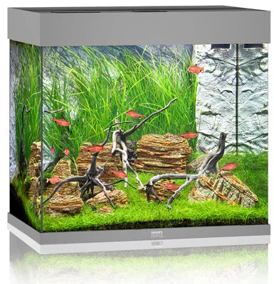 Aquarium d’eau douce avec poissons rouges, plantes vertes, racines et pierres décoratives